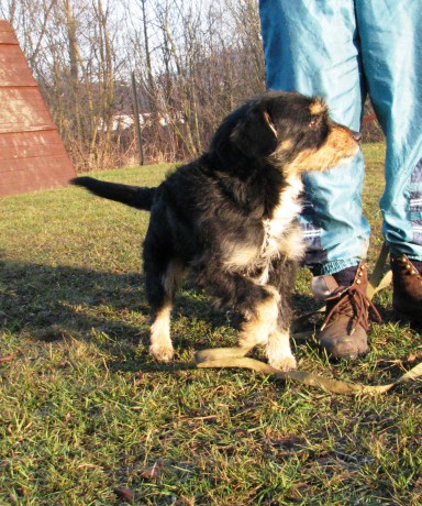 6b) Malý kříženec